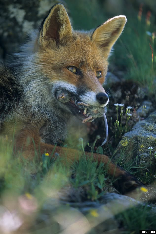 fox-fox-14