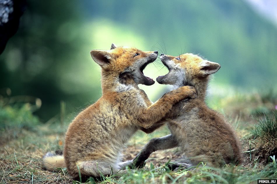 fox-fox-17