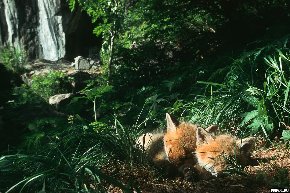fox-fox-19