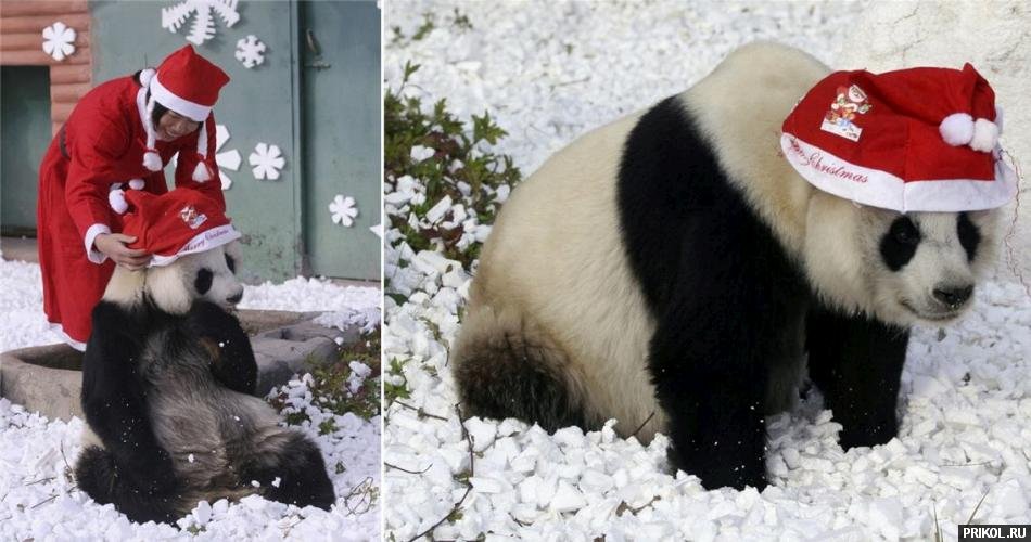 подборка фотографий podborka-31122009-04