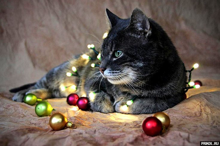 подборка фотографий podborka-31122009-05