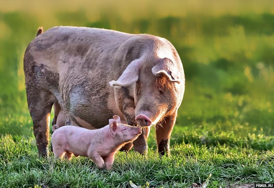 подборка фотографий podborka-31122009-06