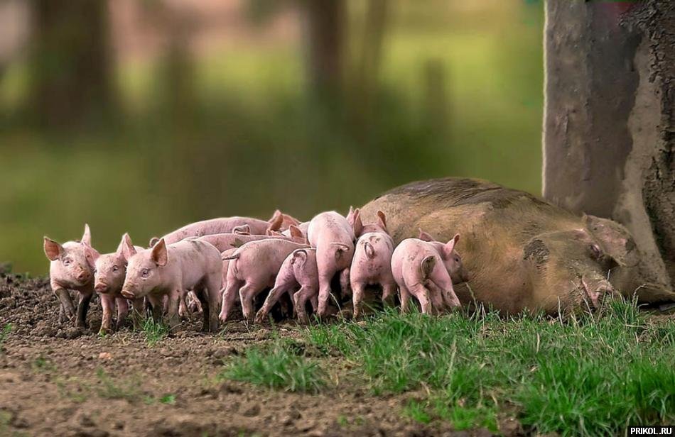 подборка фотографий podborka-31122009-07