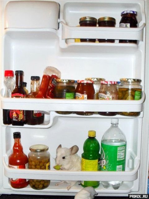 подборка фотографий podborka-31122009-14