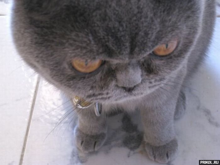 подборка фотографий podborka-31122009-16