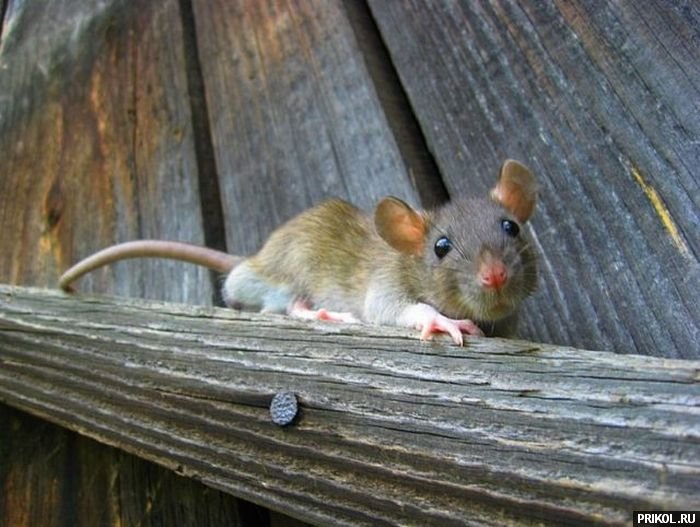 подборка фотографий podborka-31122009-17