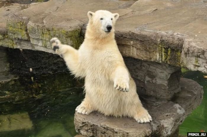 подборка фотографий podborka-31122009-18