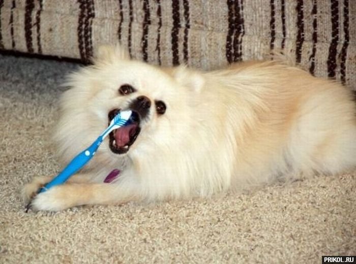 подборка фотографий podborka-31122009-19