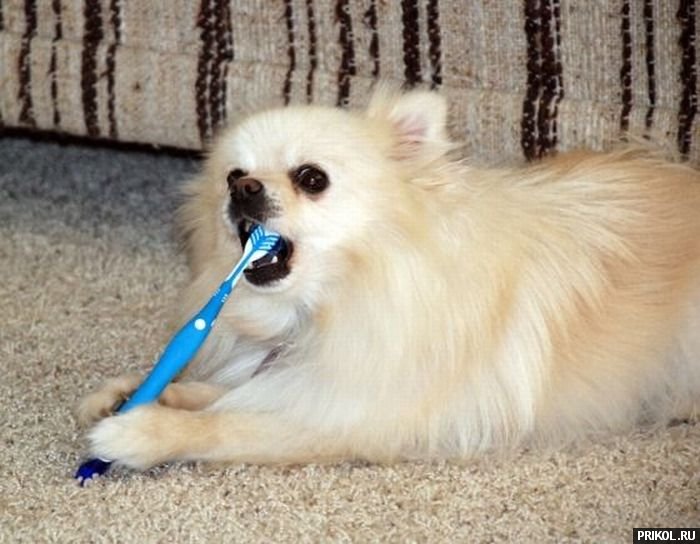 подборка фотографий podborka-31122009-20