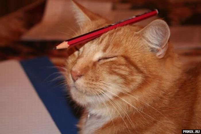 подборка фотографий podborka-31122009-21