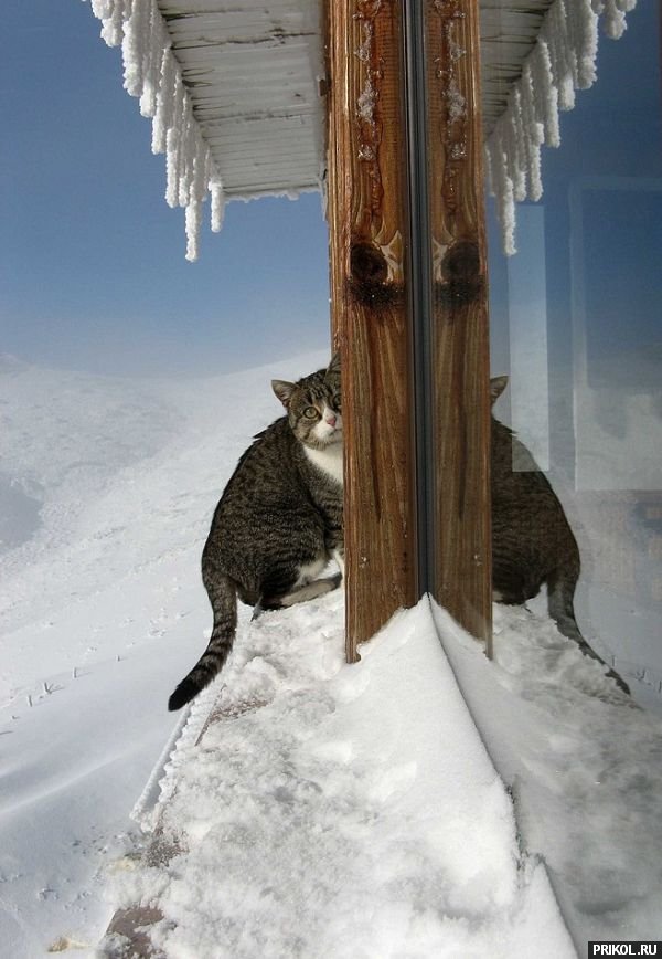 подборка фотографий podborka-31122009-38