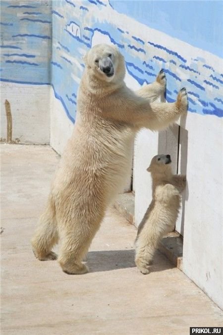 подборка фотографий podborka-31122009-42