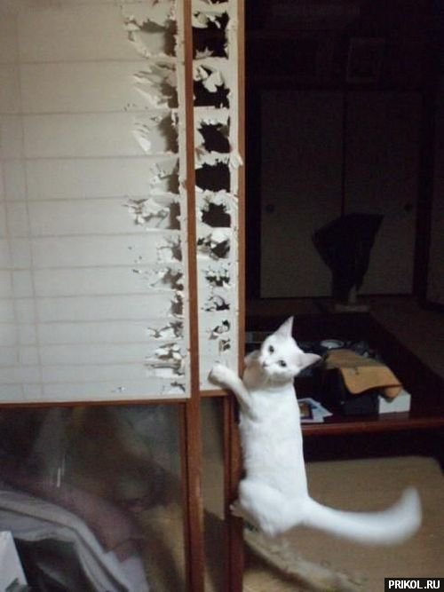 подборка фотографий podborka-31122009-48