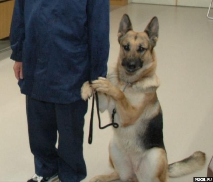 подборка фотографий podborka-31122009-54