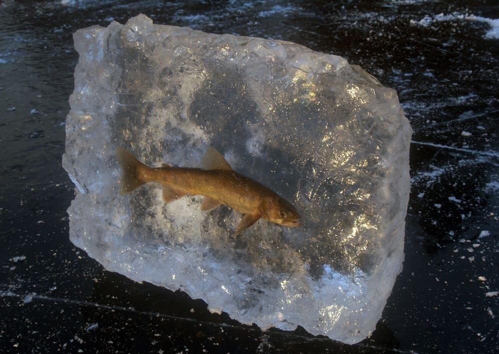 рыбка во льду