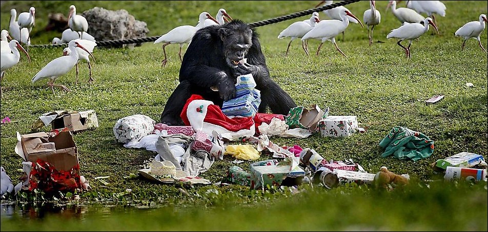 Подарки для шимпанзе