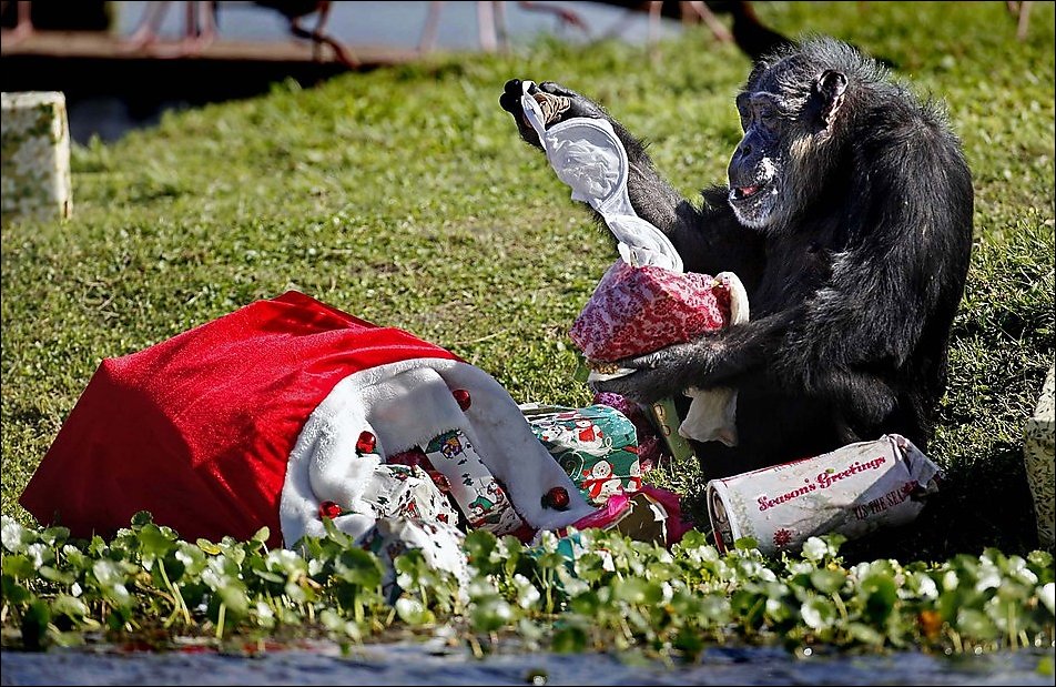 Подарки для шимпанзе