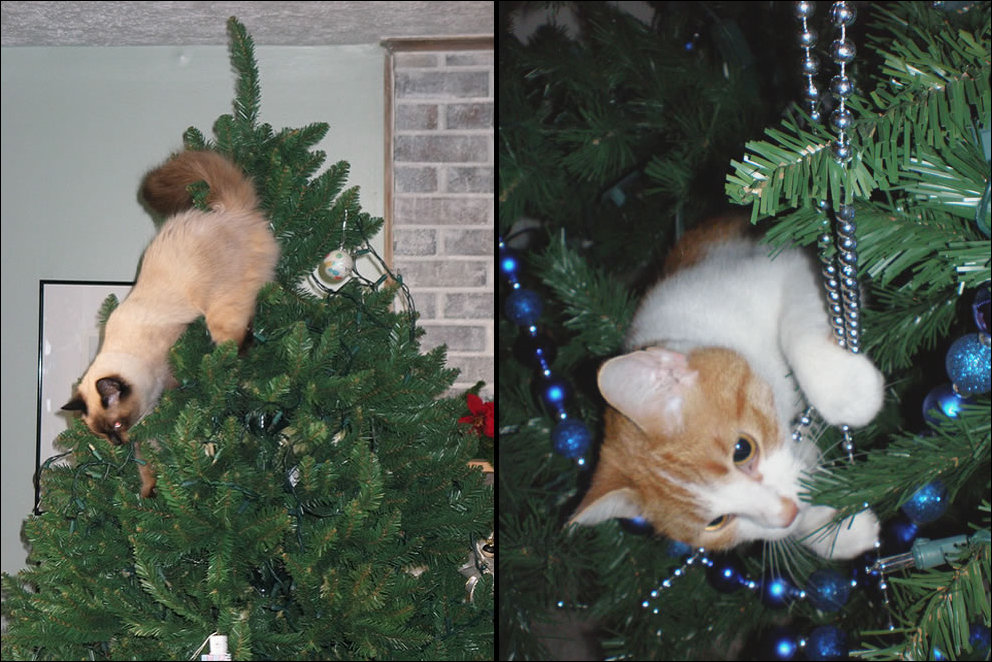http://www.prikol.ru/wp-content/gallery/december-2012/cat-christmas-tree-013.jpg