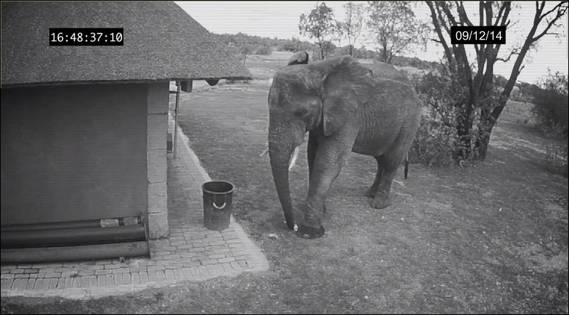 Слон убирает мусор