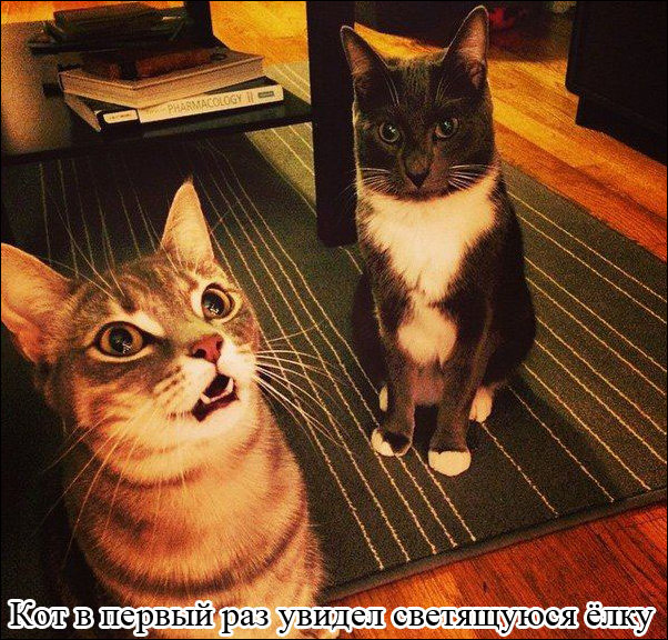 Фото приколы Фото приколы