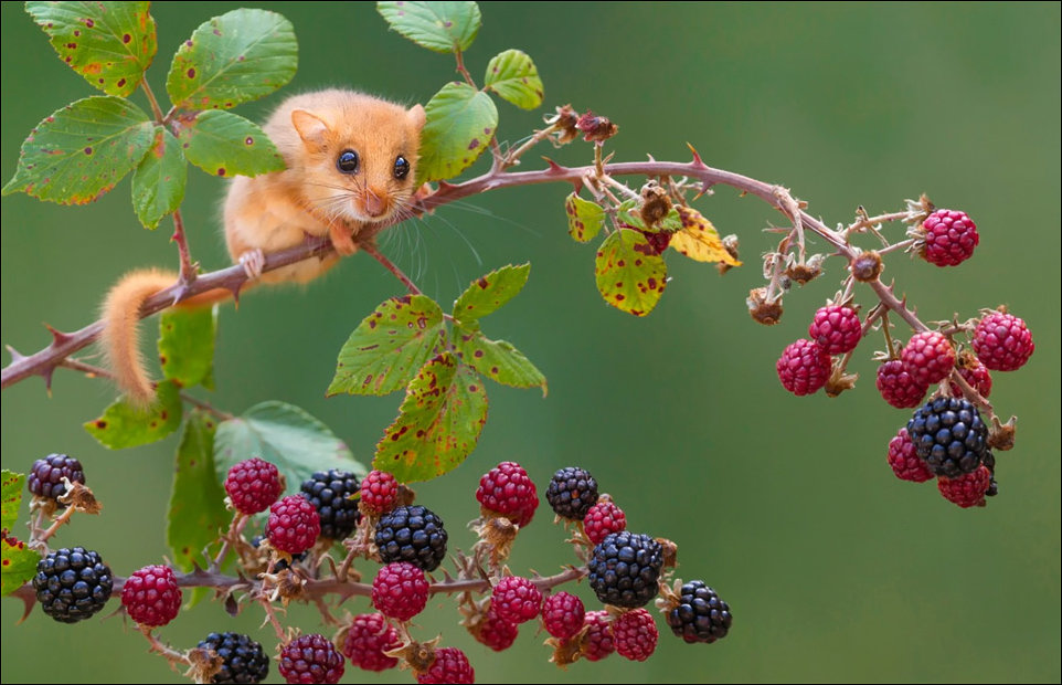 Фото приколы Фото приколы