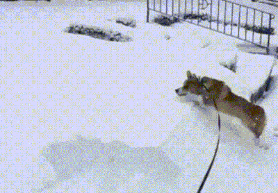 животные в снегу
