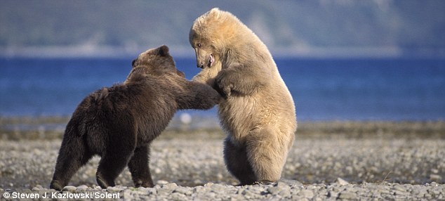 bears-fighting-02