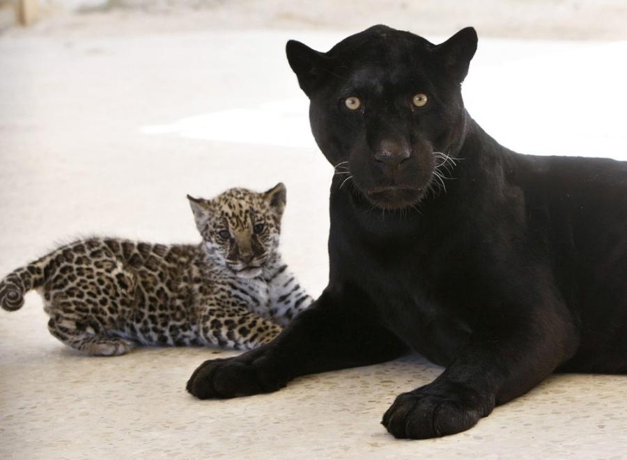 jaguar-cub-02