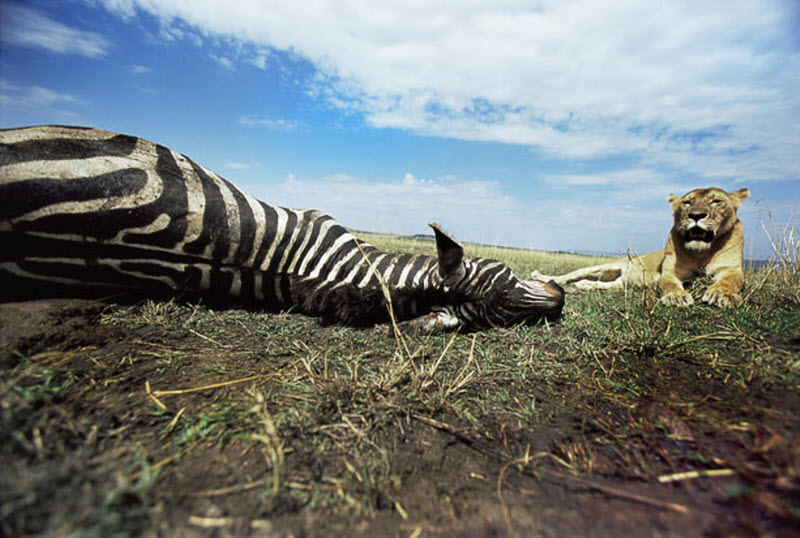 zebra-hunt-06