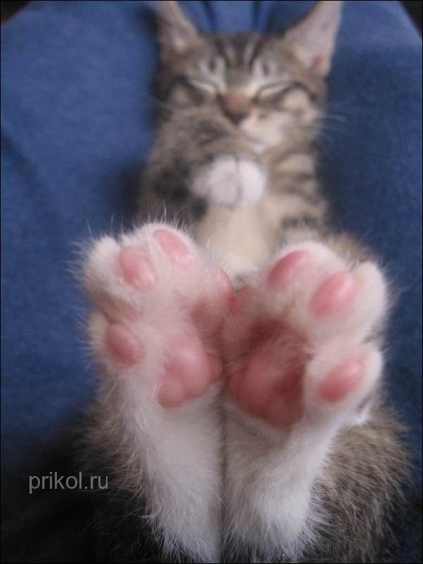 котята фото Cats-17022011-14