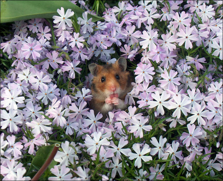 С Днём рожденья Олесю Плакидкину! Hamster-flowers-08
