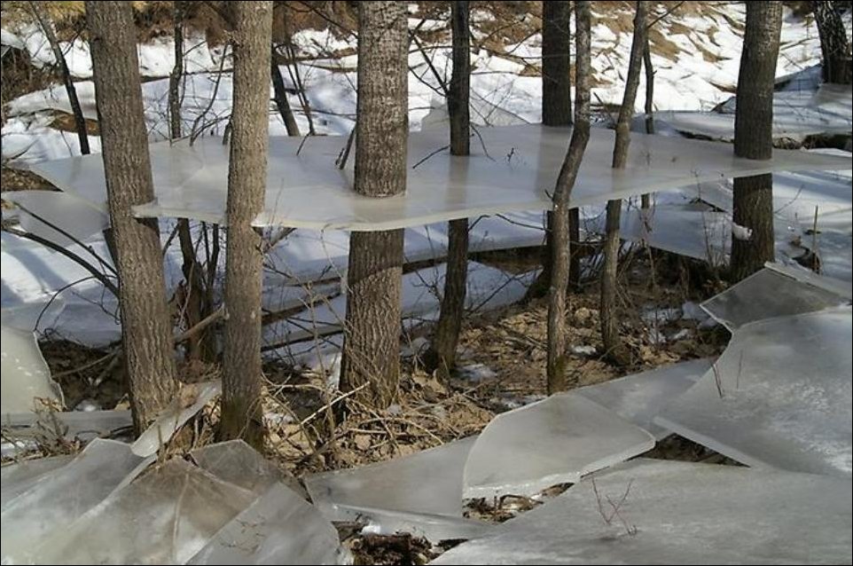 Осколки льда на деревьях оставшиеся после наводнения