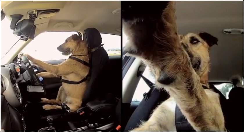 Собака за рулем автомобиля Собака за рулем автомобиля