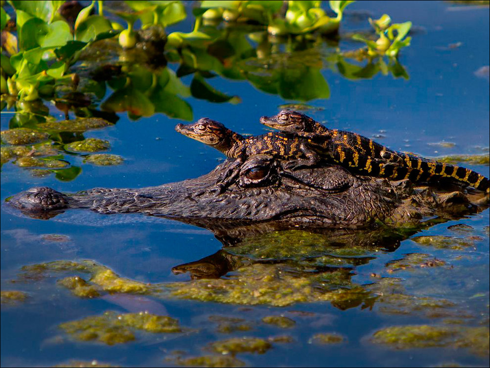 Подборка фотографий Подборка фотографий