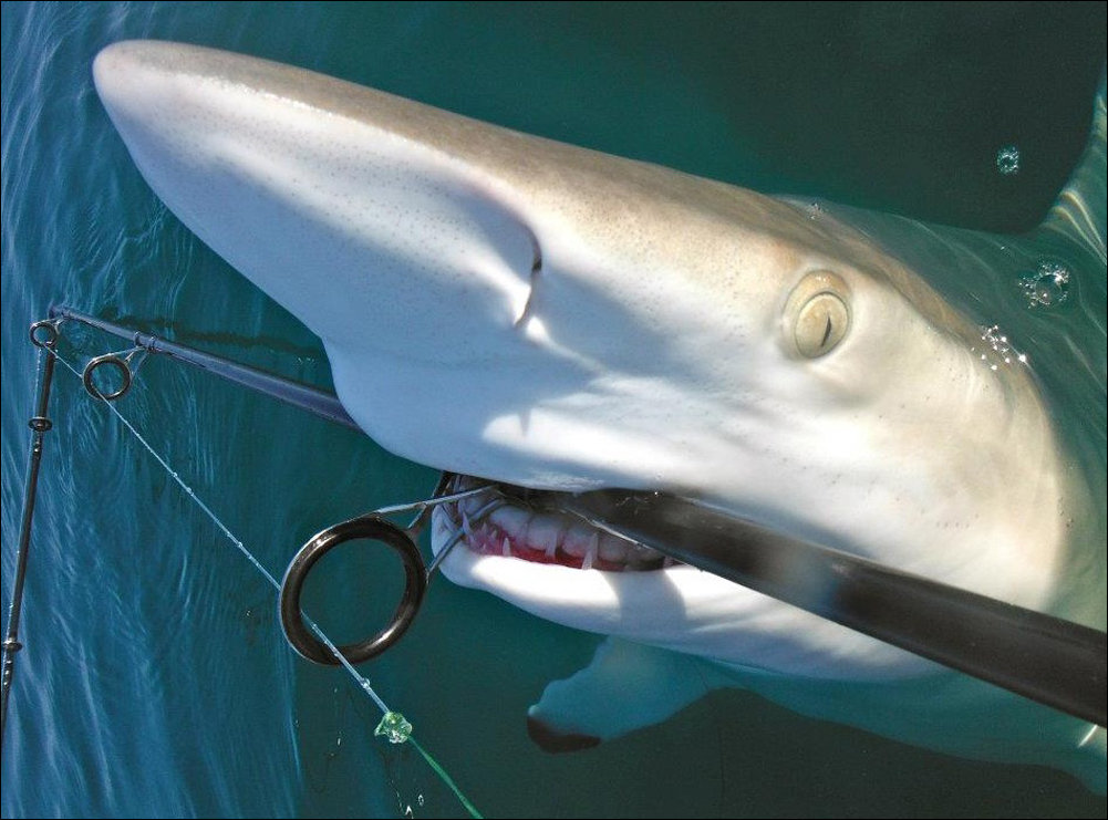 Очередная фотоподборка интересных и самых свежих фотографий.