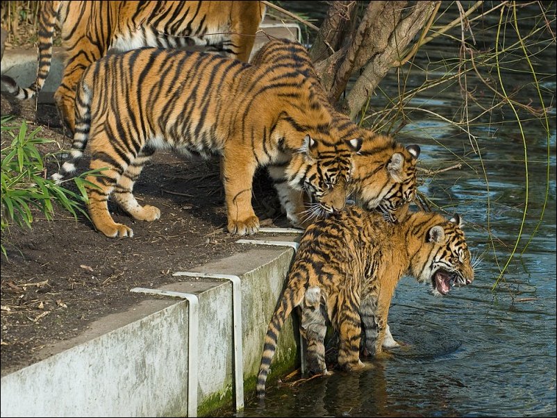 Подборка фотографий Подборка фотографий
