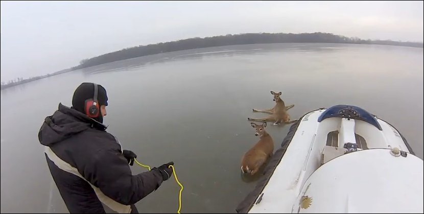 Спасение оленей на замерзшем озере