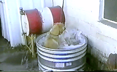 Прикольные гифки Прикольные гифки