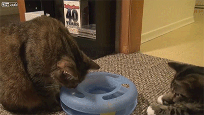 Прикольные гифки Прикольные гифки