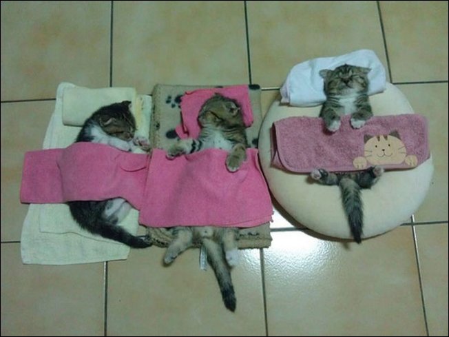 Спящие коты