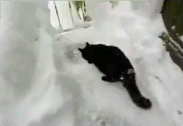 Кот нырнул с балкона в снег