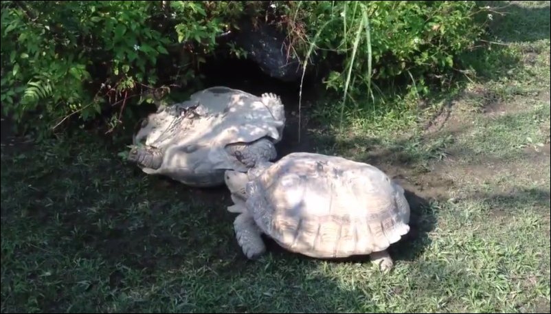 Как черепаха спасла черепаху