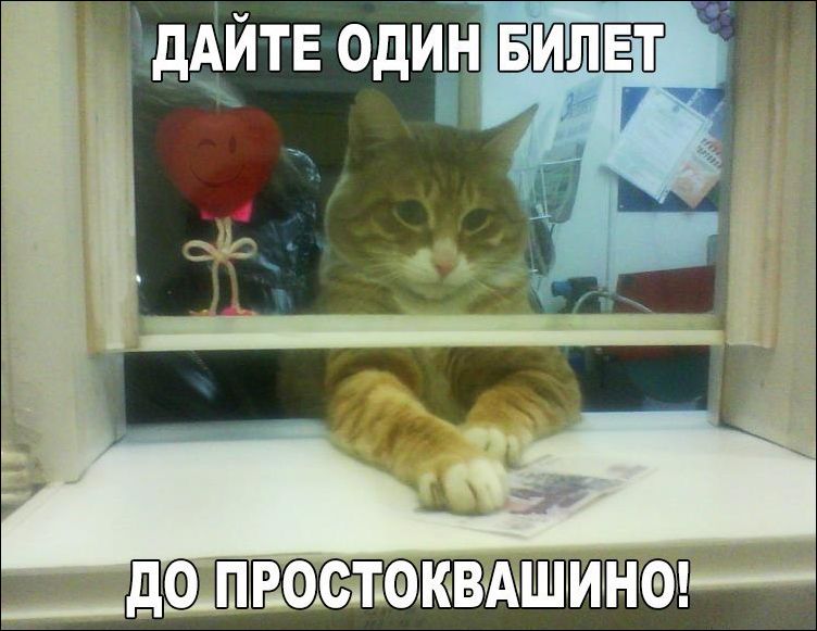 прикольные картинки прикольные картинки