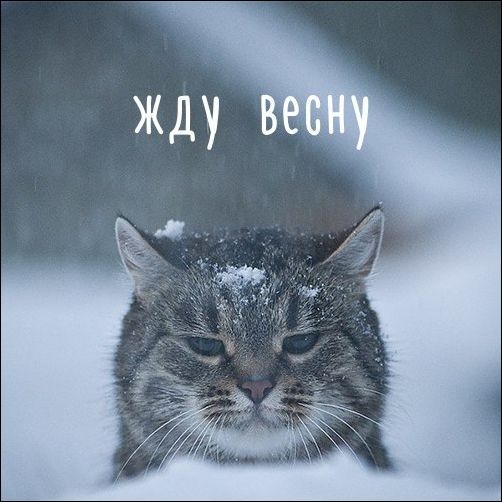 прикольные картинки прикольные картинки