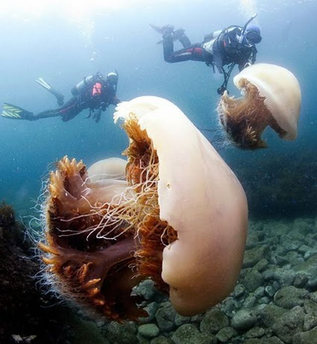 200kg-jellyfish-02