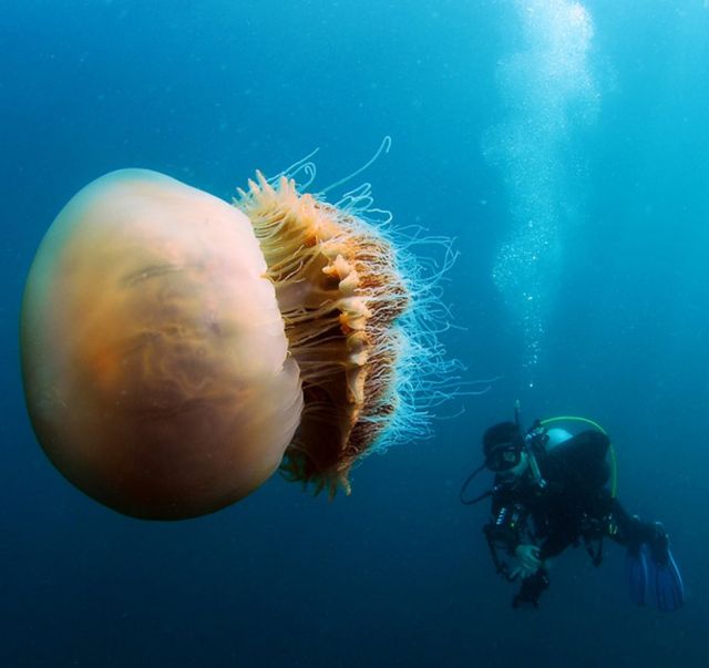 200kg-jellyfish-03
