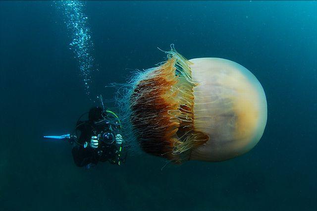 200kg-jellyfish-04