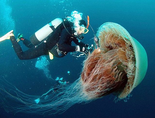 200kg-jellyfish-07