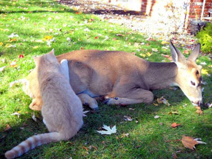 deer-and-cat-04