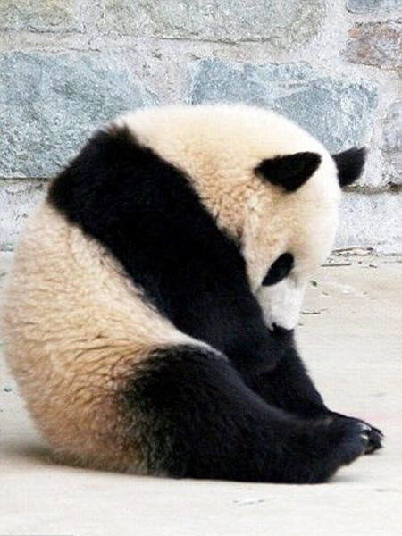 panda-sleeping-fail-01